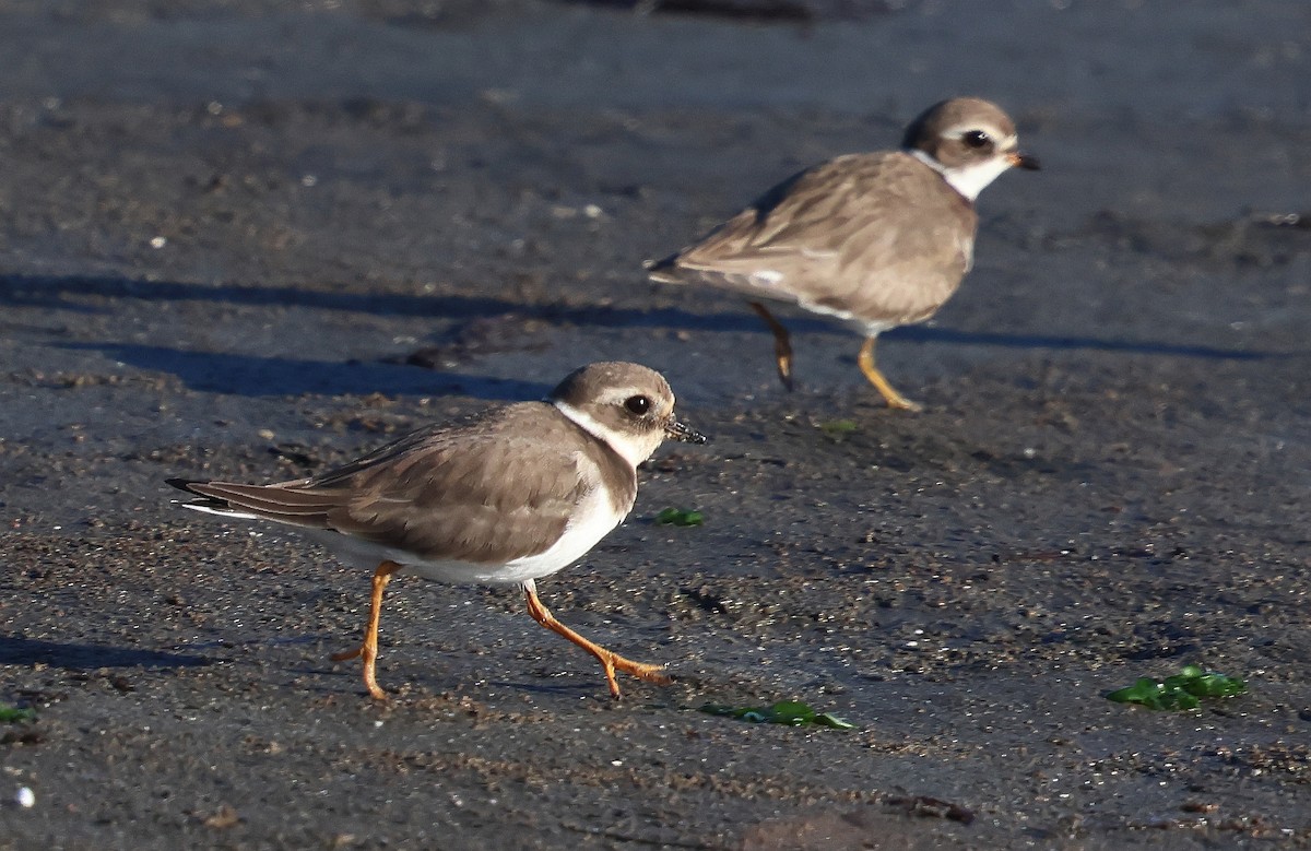 Common Ringed Plover - ML646216213