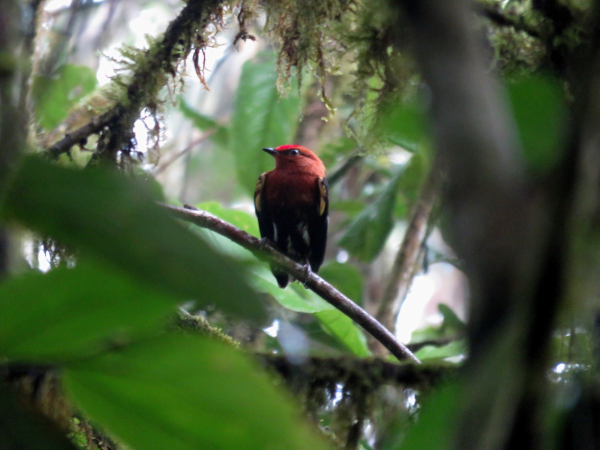 Club-winged Manakin - ML646216214