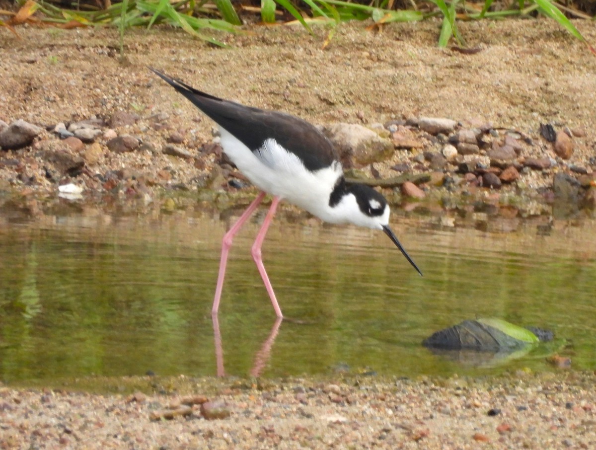 Black-necked Stilt - ML646216215