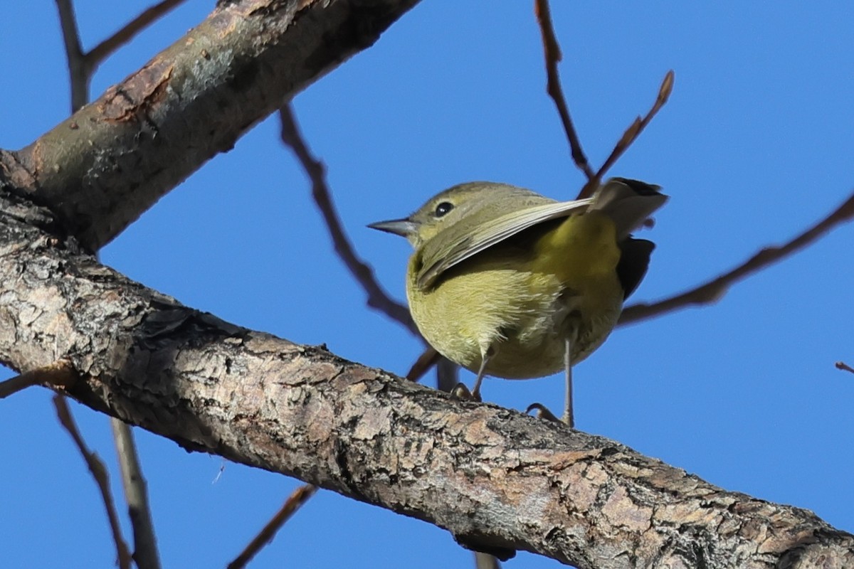 Orange-crowned Warbler - ML646216216