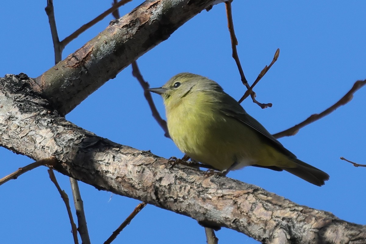 Orange-crowned Warbler - ML646216217