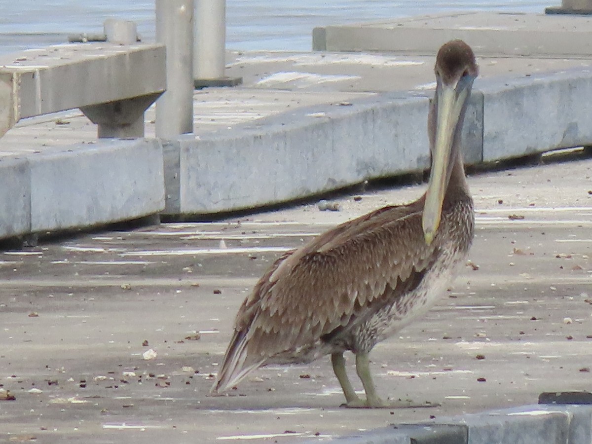 Пелікан бурий - ML646216218