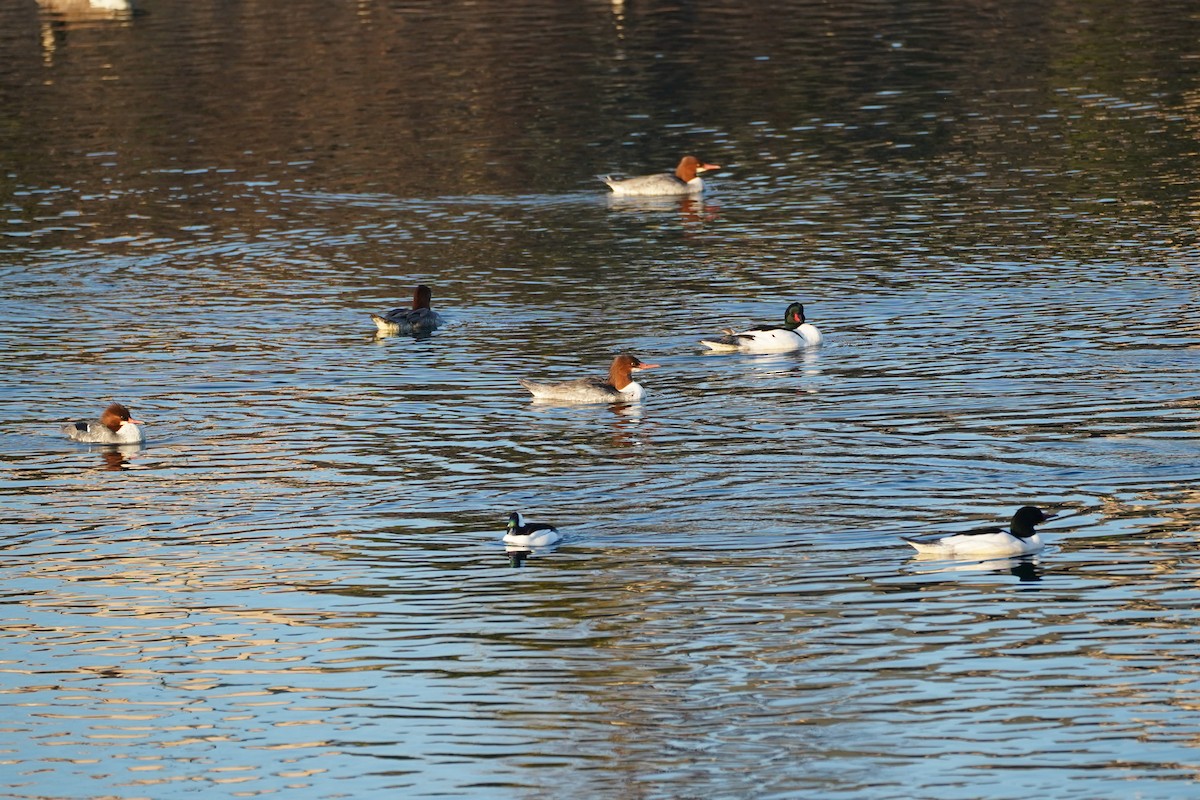 Крех великий - ML646216221