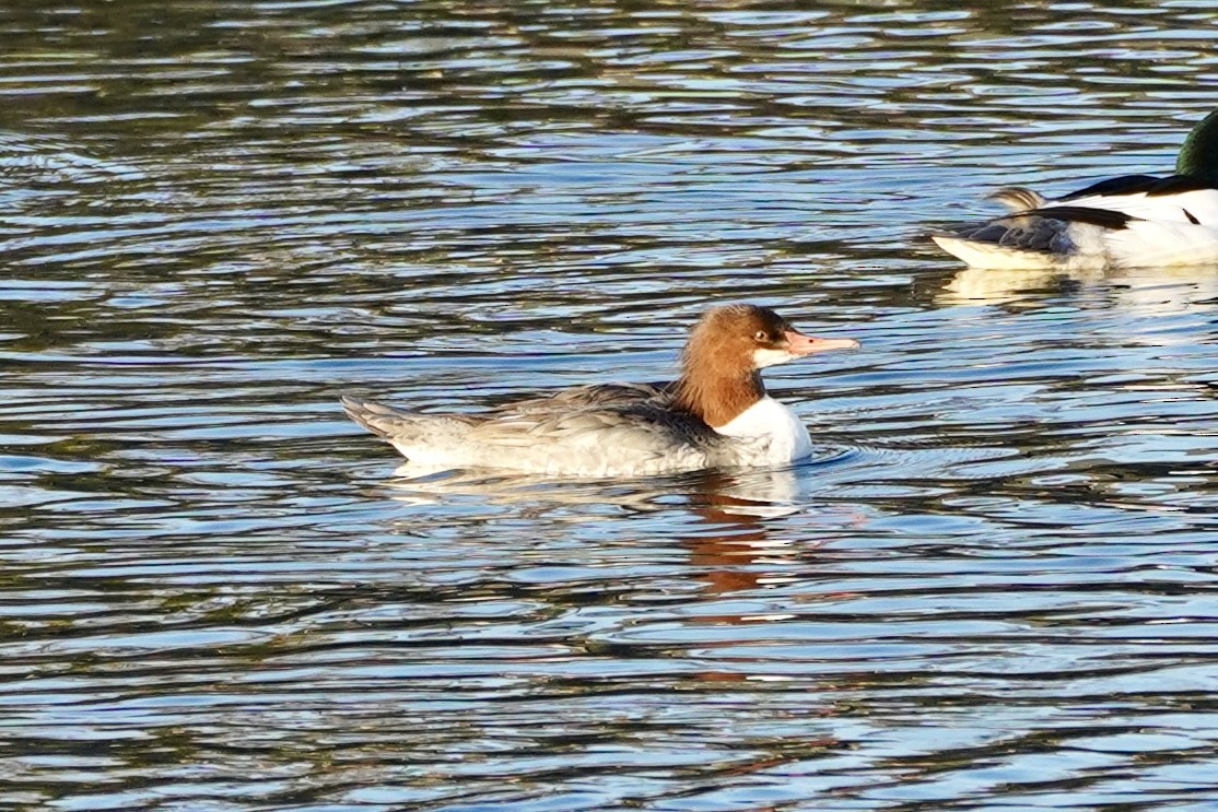 Common Merganser - ML646216222