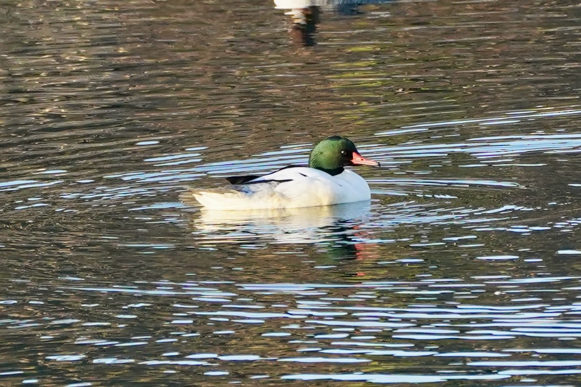 Крех великий - ML646216223