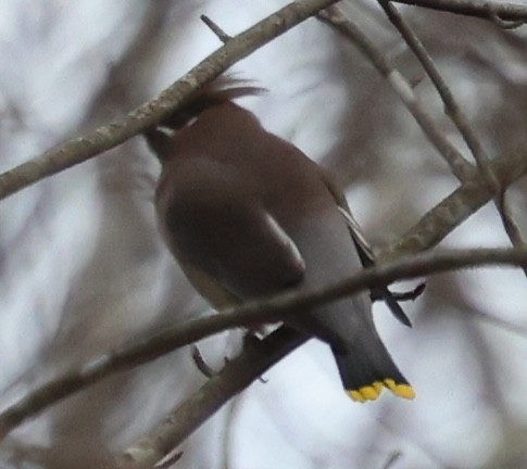 Омелюх американський - ML646216224