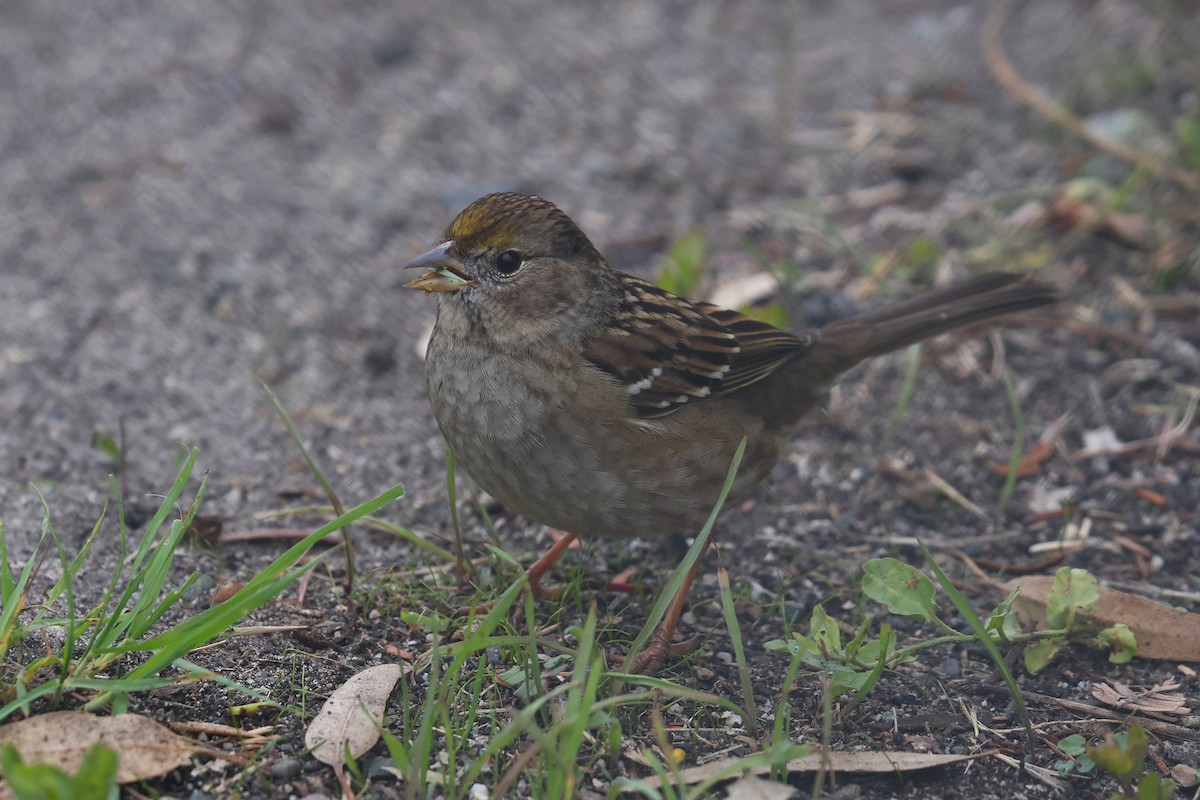 Бруант чорнобровий - ML646216225