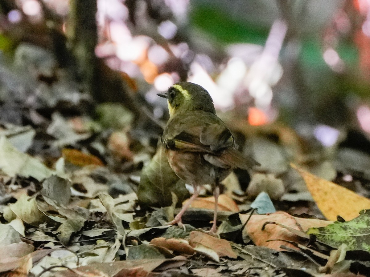 Кущовик жовтогорлий - ML646216226