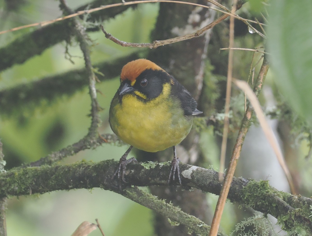 Заросляк жовтовусий - ML646216227