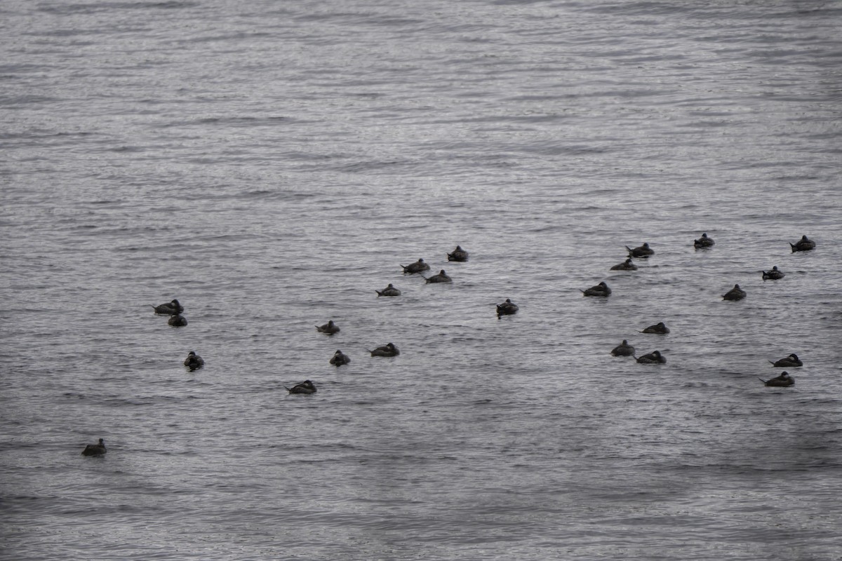 Савка американська - ML646216228