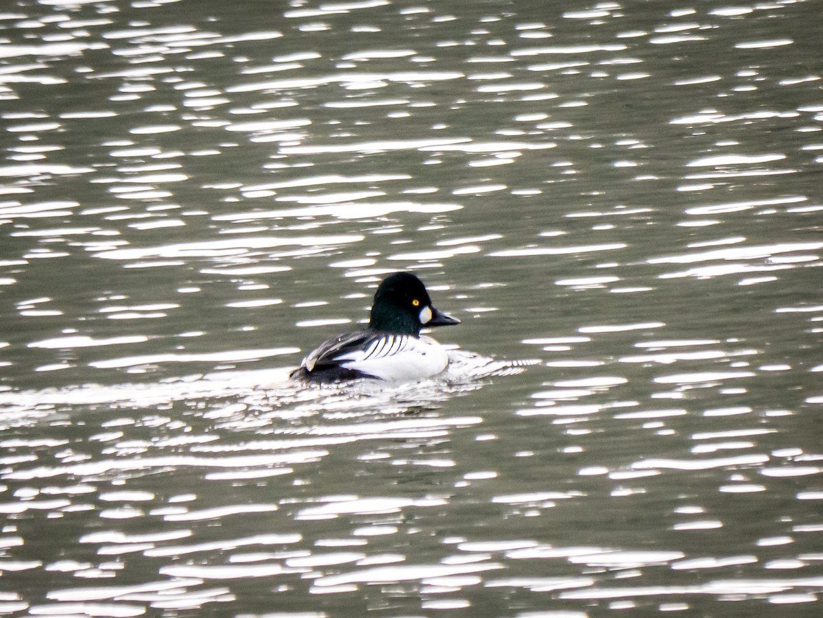 Гоголь зеленоголовий - ML646216229