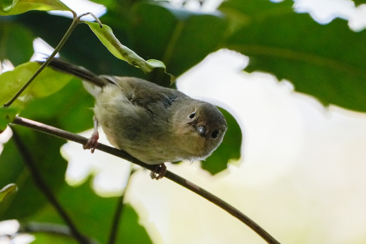 Кущовик східний - ML646216230