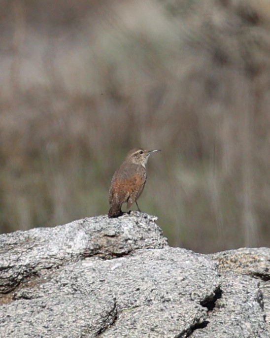 Орішець скельний - ML646216231