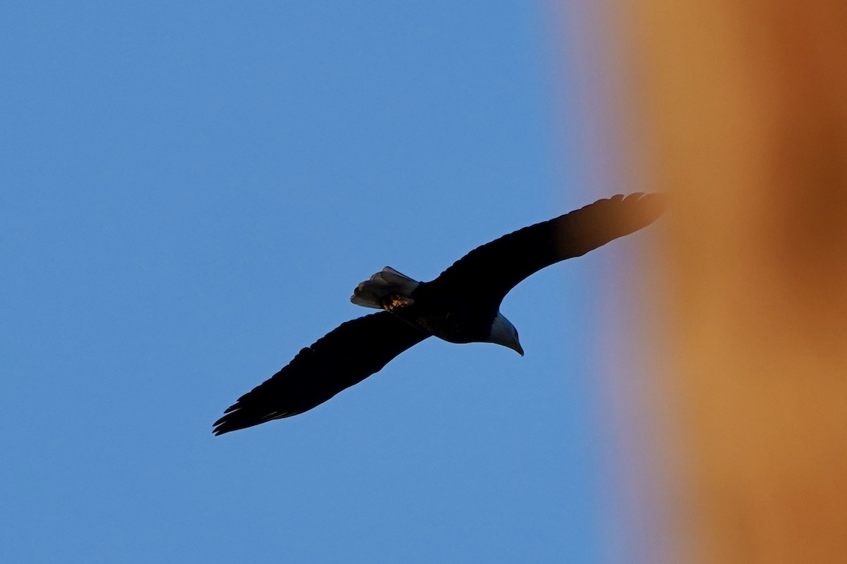 Орлан білоголовий - ML646216232