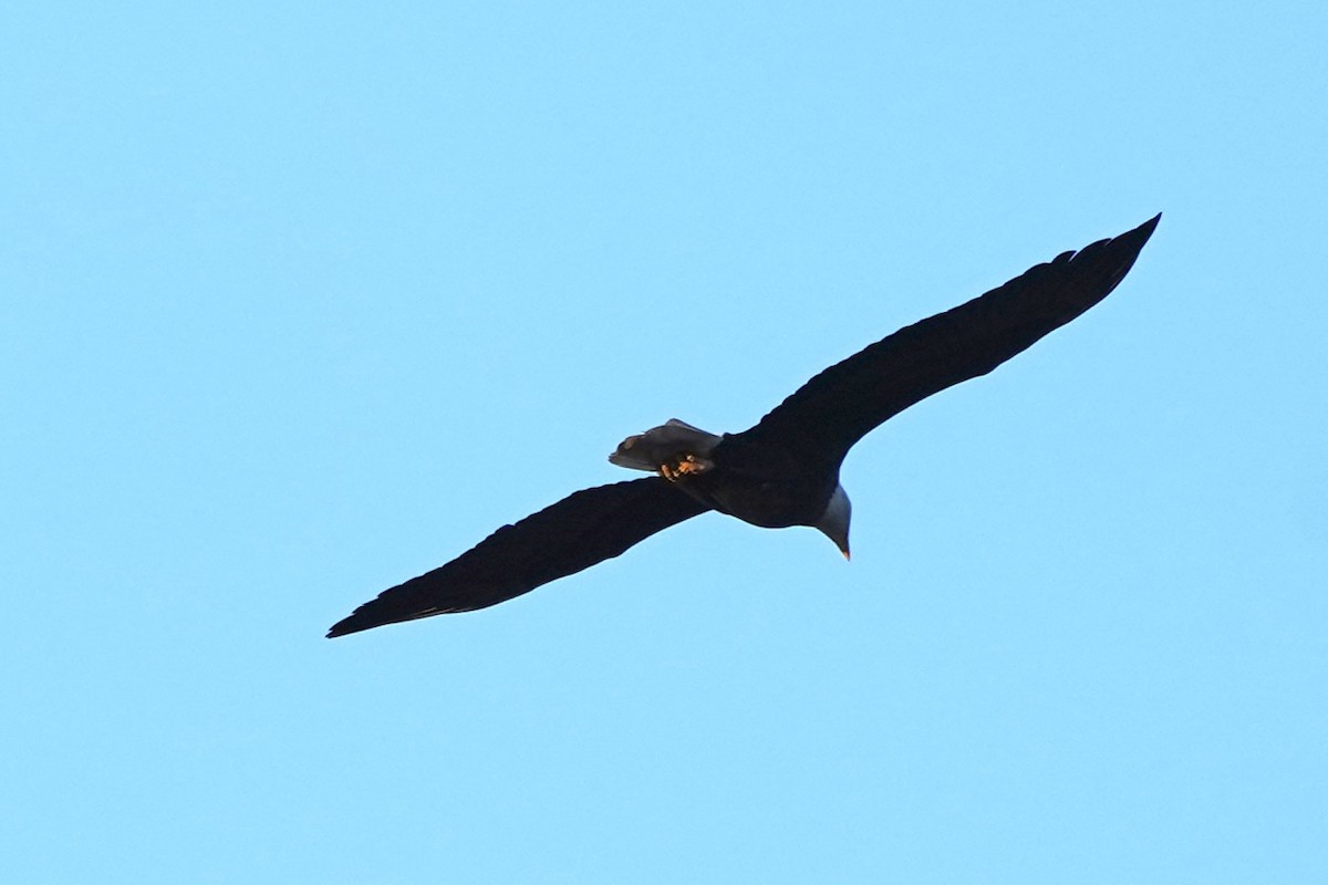 Орлан білоголовий - ML646216233