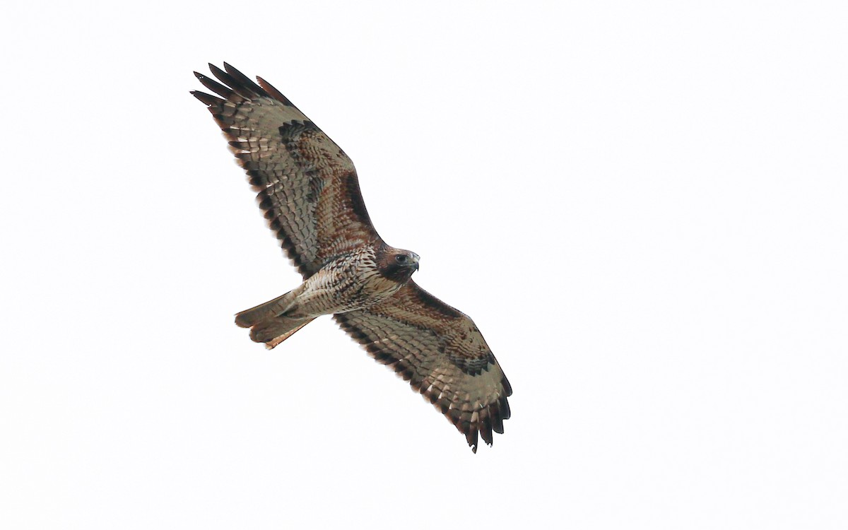 Канюк неоарктичний - ML646216234