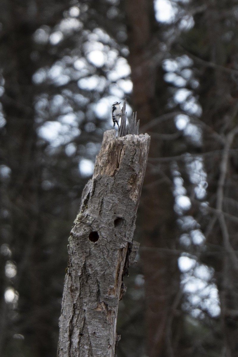 Дятел пухнастий - ML646216235