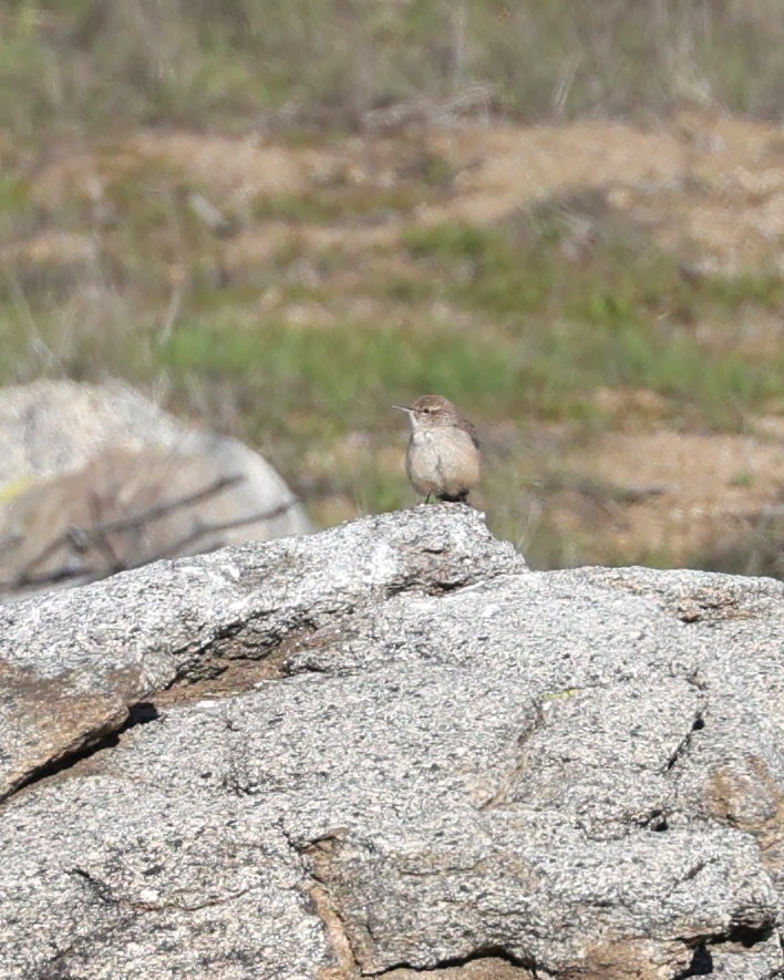 Орішець скельний - ML646216237