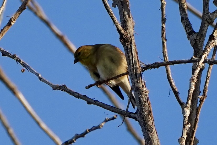 Чиж золотий - ML646216238