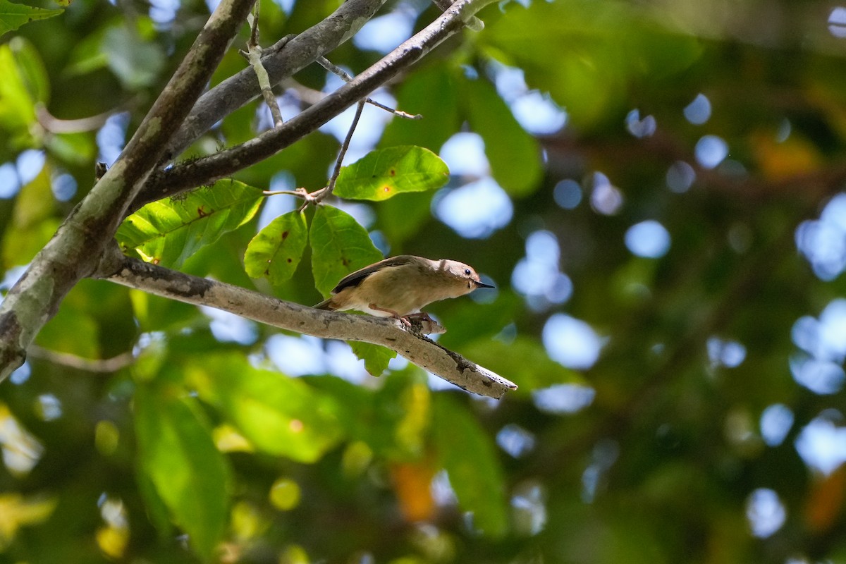 Кущовик східний - ML646216239