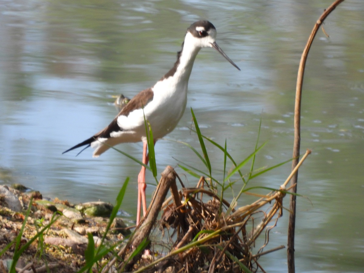 Кулик-довгоніг американський - ML646216240