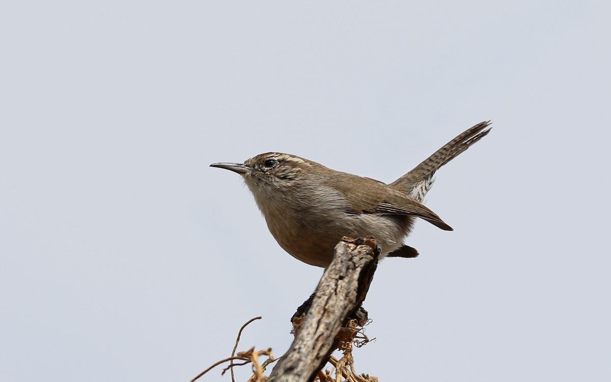 Підбуреник [група mexicanus] - ML646216241