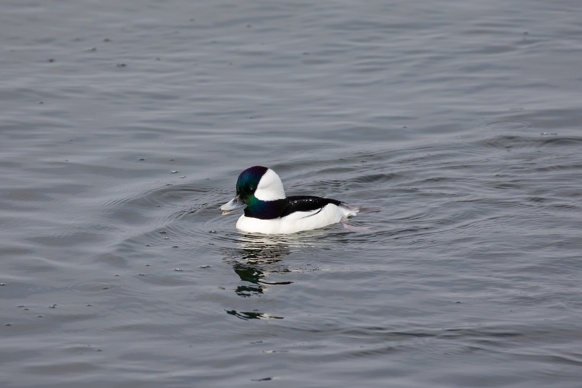 Гоголь малий - ML646216243