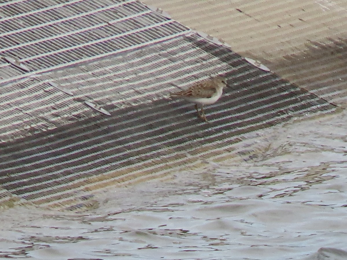 Побережник-крихітка - ML646216244