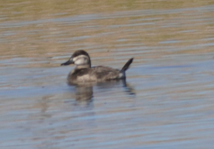 Савка американська - ML646216246