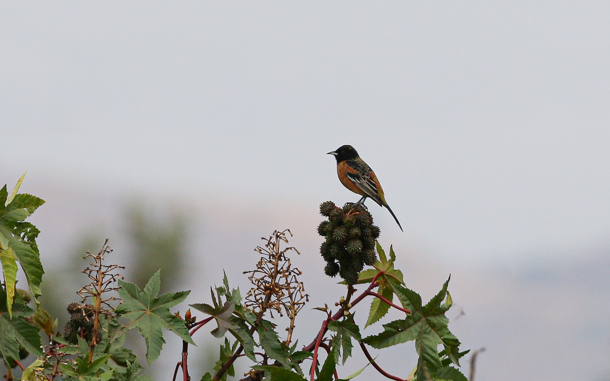 Трупіал садовий (підвид spurius) - ML646216247