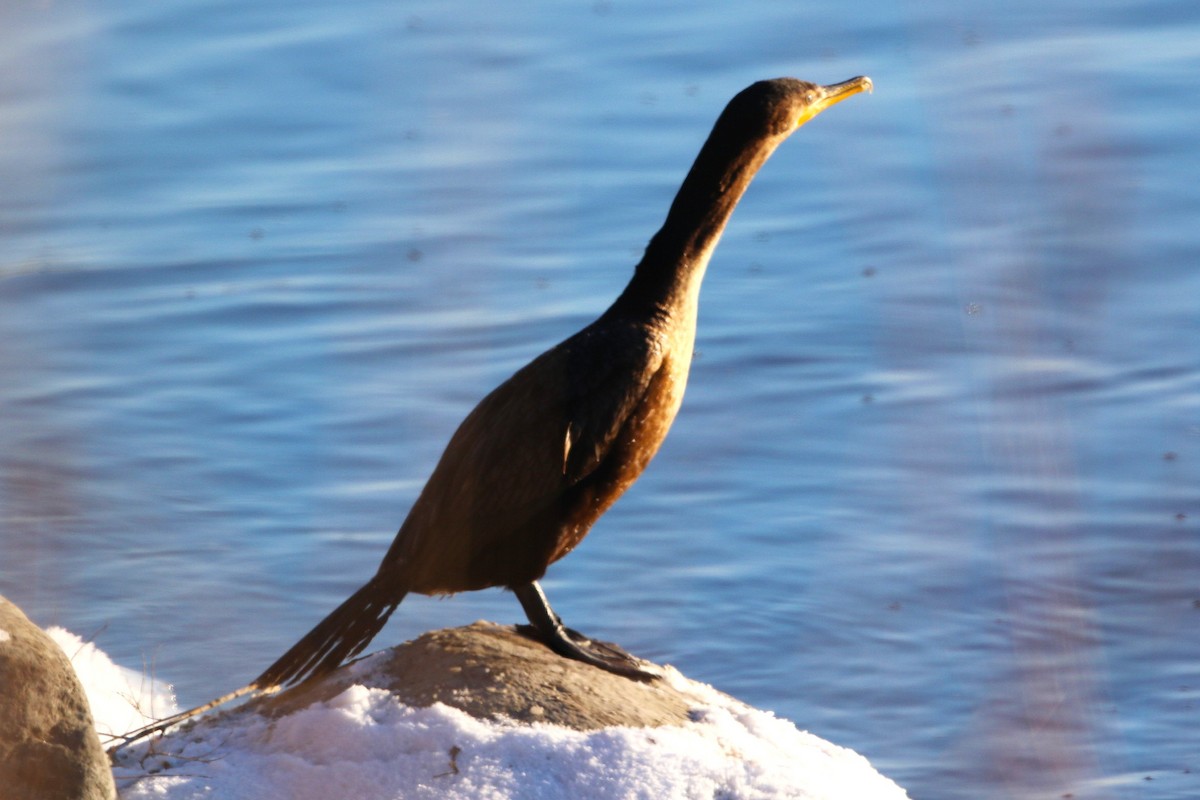 Double-crested Cormorant - ML646216249