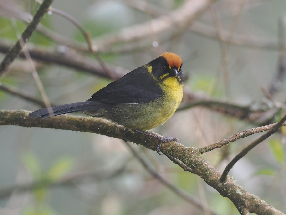 Заросляк жовтовусий - ML646216250