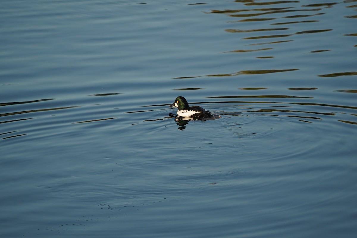 Гоголь зеленоголовий - ML646216252