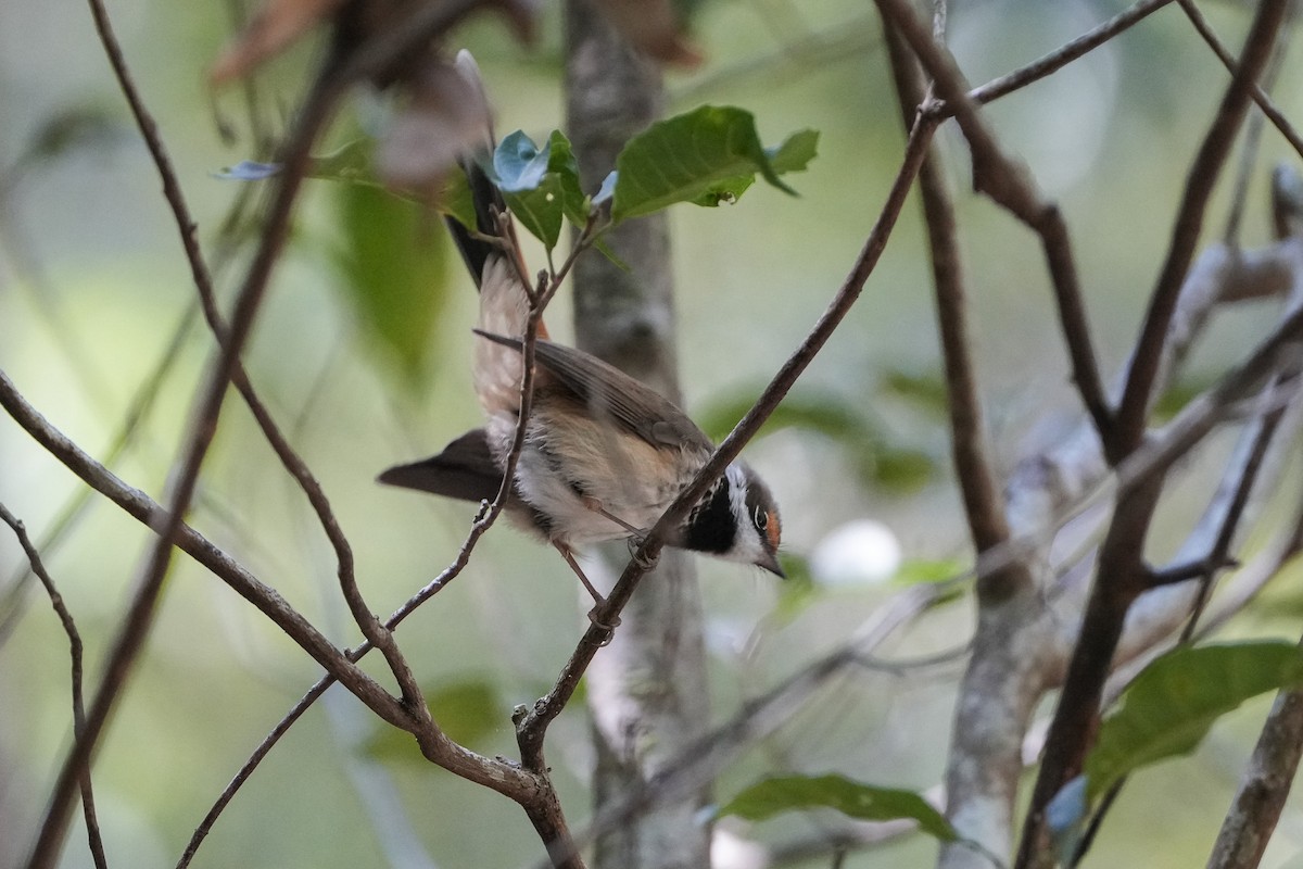 Australian Rufous Fantail - ML646216253