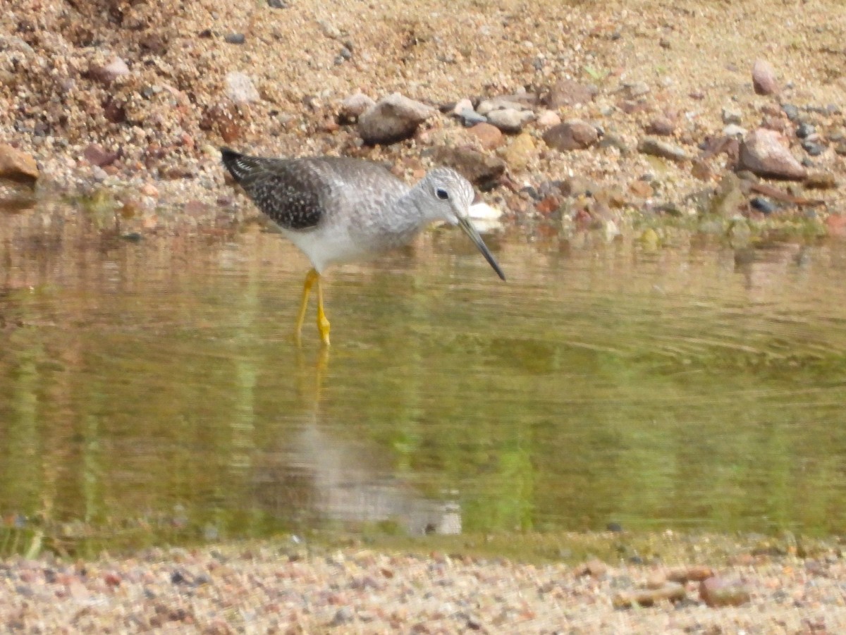 Коловодник строкатий - ML646216254