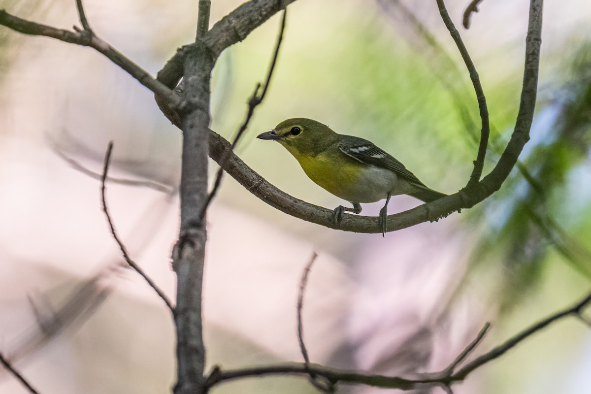 Yellow-throated Vireo - ML646216262