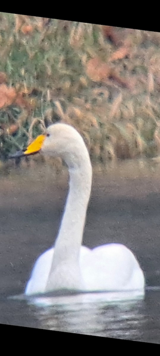 Whooper Swan - ML646216263