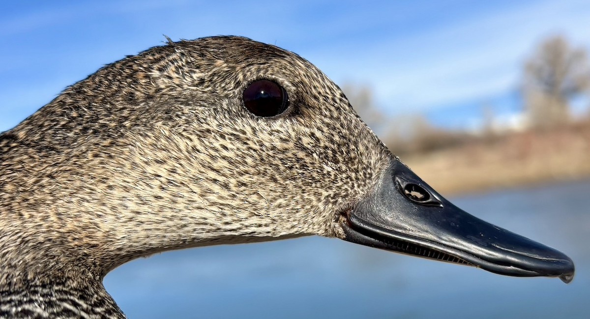 Нерозень - ML646216264