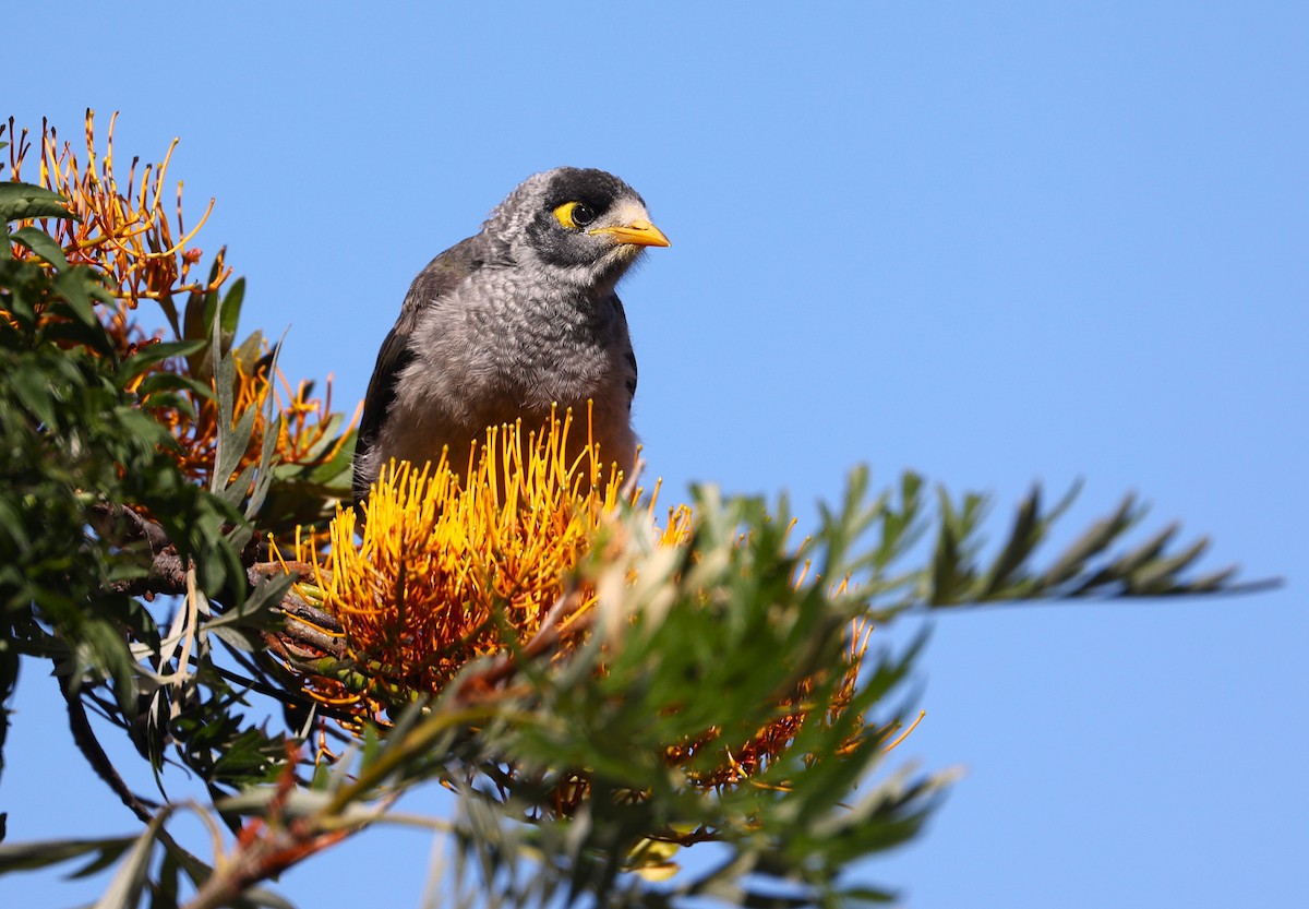 Noisy Miner - ML646216268
