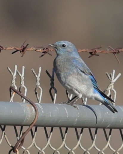Mountain Bluebird - ML646216270