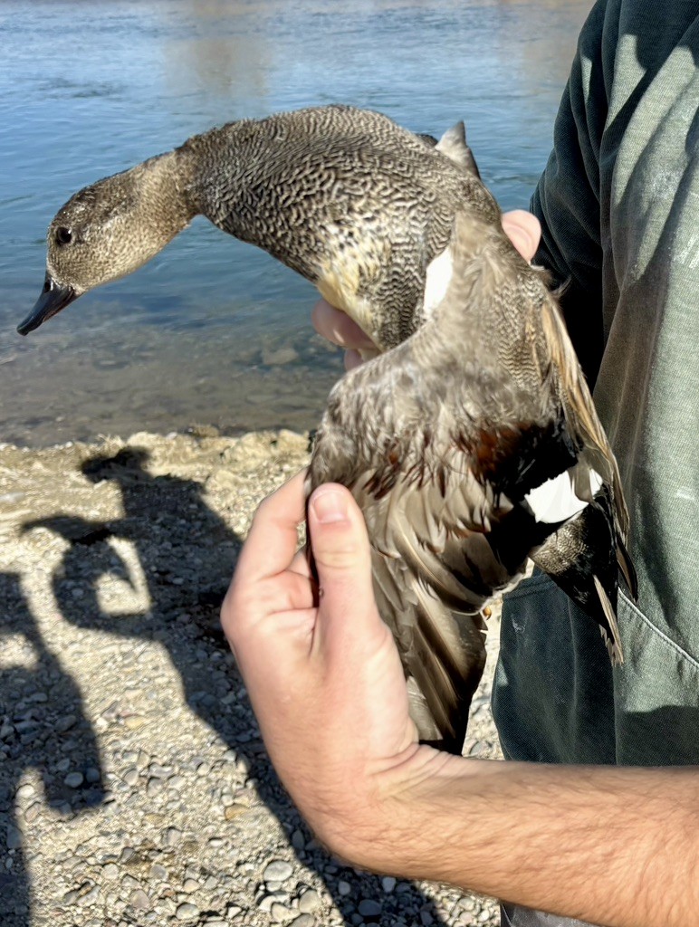 Нерозень - ML646216271