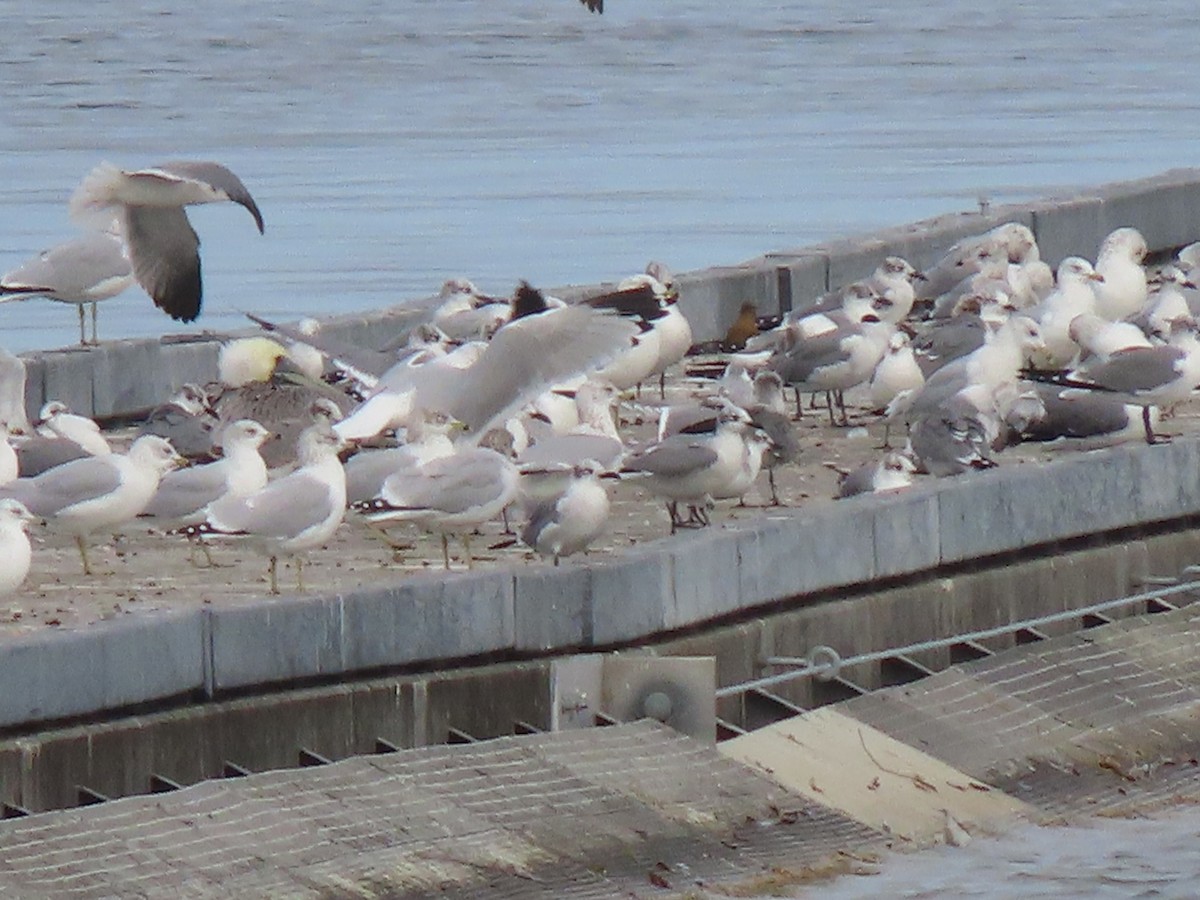 racek kroužkozobý - ML646216278