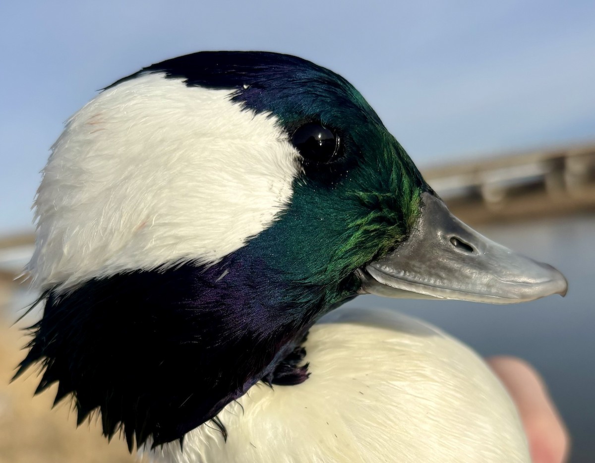 Bufflehead - ML646216283