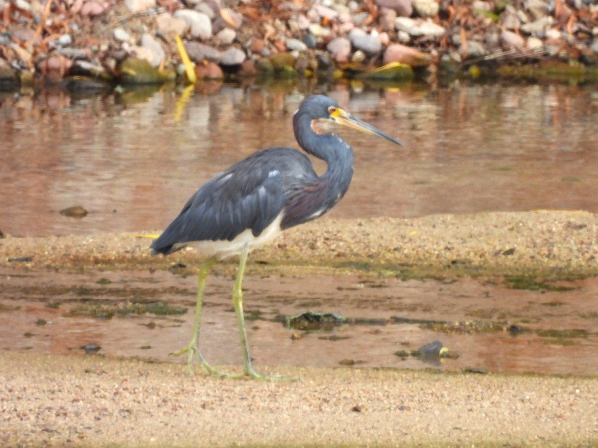Tricolored Heron - ML646216284