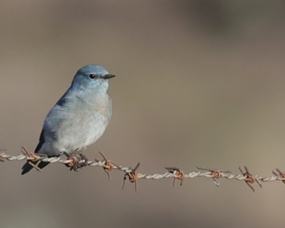 Mountain Bluebird - ML646216285