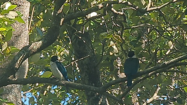 Alción Adán - ML646216292