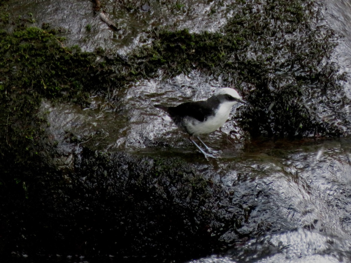 White-capped Dipper - ML646216293