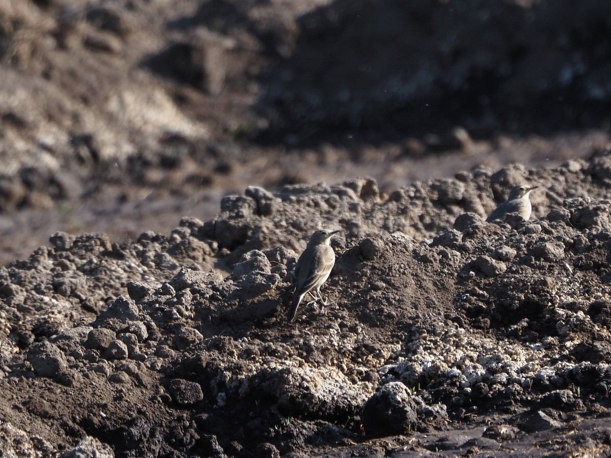 American Pipit - ML646216294