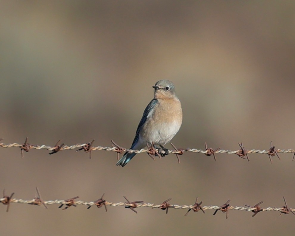 Mountain Bluebird - ML646216297
