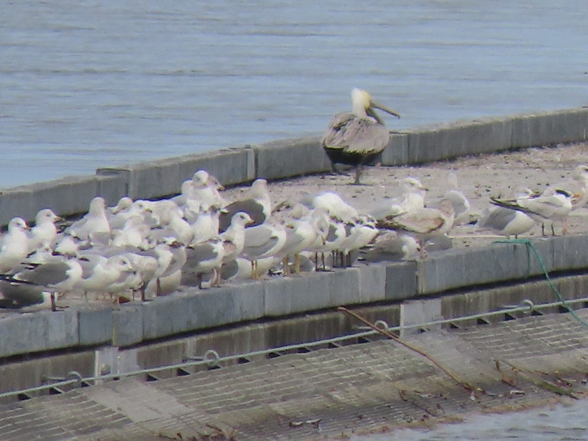 rybák královský - ML646216300